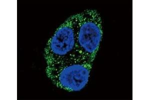 Confocal immunofluorescent analysis of Tyrosinase antibody with HepG2 cells followed by Alexa Fluor 488-conjugated goat anti-rabbit lgG (green). (TYR 抗体  (AA 486-513))