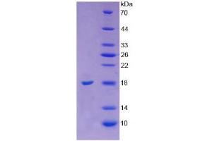 SDS-PAGE analysis of Cow Angiogenin Protein. (ANG 蛋白)