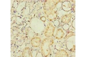 Immunohistochemistry of paraffin-embedded human kidney tissue using ABIN7165719 at dilution of 1:100 (NELL1 抗体  (AA 160-420))