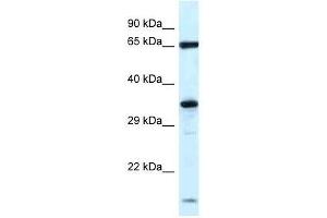 Western Blot showing Klhl12 antibody used at a concentration of 1. (KLHL12 抗体  (N-Term))