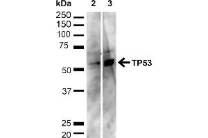 Western blot analysis of Human HeLa and HEK293T cell lysates showing detection of ~43. (p53 抗体  (C-Term) (PerCP))