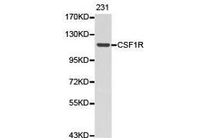 Western Blotting (WB) image for anti-Colony Stimulating Factor 1 Receptor (CSF1R) antibody (ABIN1872025) (CSF1R 抗体)