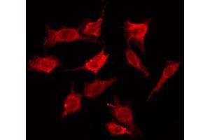 ABIN6274600 staining HepG2 by IF/ICC. (CDH19 抗体  (Internal Region))