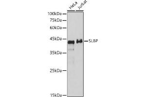 Western blot analysis of various lysates, using SLBP antibody (ABIN7270590) at 1:1000 dilution. (SLBP 抗体)