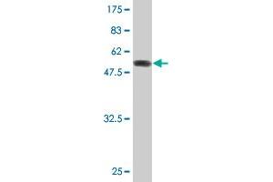 Western Blotting (WB) image for anti-SRY (Sex Determining Region Y)-Box 15 (SOX15) (AA 1-233) antibody (ABIN520386)