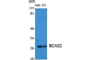 Western Blot (WB) analysis of specific cells using BCAS2 Polyclonal Antibody. (BCAS2 抗体  (C-Term))