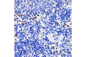 Immunohistochemistry of paraffin-embedded mouse spleen using ANXA1 antibody. (Annexin a1 抗体)