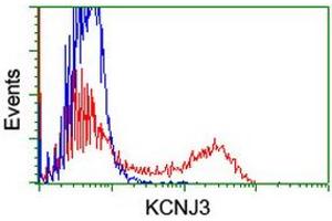 Image no. 3 for anti-Potassium Inwardly-Rectifying Channel, Subfamily J, Member 3 (KCNJ3) (AA 279-501) antibody (ABIN1491309) (KCNJ3 抗体  (AA 279-501))