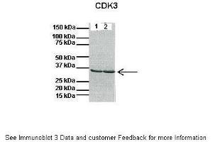 Lanes:   1: 40ug mouse heart lysate, 2: 40ug mouse heart lysate  Primary Antibody Dilution:   1:1000  Secondary Antibody:   Anti-rabbit HRP  Secondary Antibody Dilution:   1:10000  Gene Name:   CDK3  Submitted by:   Anonymous (CDK3 抗体  (C-Term))