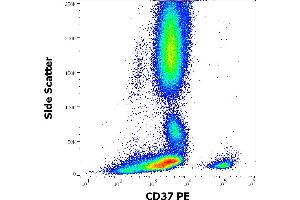 Flow cytometry surface staining pattern of human peripheral whole blood stained using anti-human CD37 (MB-1) PE antibody (10 μL reagent / 100 μL of peripheral whole blood). (CD37 抗体  (PE))