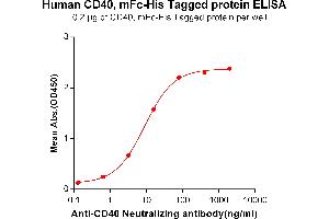 ELISA plate pre-coated by 2 μg/mL (100 μL/well) Human CD40, mFc-His tagged protein (ABIN6961088, ABIN7042205 and ABIN7042206) can bind Anti-CD40 Neutralizing antibody ABIN6964433 and ABIN7272569 in a linear range of 0.