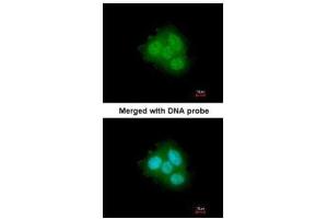 ICC/IF Image Immunofluorescence analysis of paraformaldehyde-fixed A431, using FKBP52, antibody at 1:200 dilution.