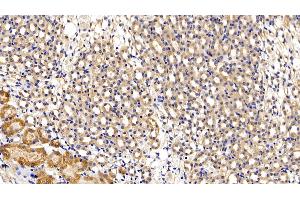 Detection of gp130 in Mouse Kidney Tissue using Polyclonal Antibody to Glycoprotein 130 (gp130)