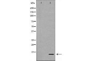 Western blot analysis of Caspase 9 (Cleaved-Asp353) expression in NIH/3T3 cells treated with etoposide,The lane on the left is treated with the antigen-specific peptide. (Caspase 9 抗体  (Cleaved-Asp353))