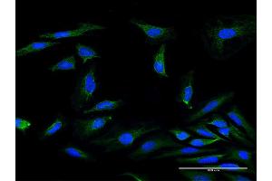 Immunofluorescence of purified MaxPab antibody to MRPS34 on HeLa cell. (MRPS34 抗体  (AA 1-218))