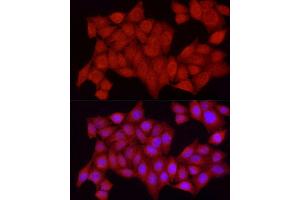 Immunofluorescence (IF) image for anti-Protein tyrosine Phosphatase, Non-Receptor Type 2 (PTPN2) (AA 1-353) antibody (ABIN3022585)