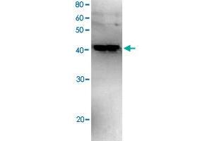 Western blot analysis of recombinant Polb with Polb polyclonal antibody .