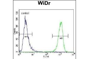 MUC20 Antibody (C-term) (ABIN652400 and ABIN2837984) flow cytometric analysis of WiDr cells (right histogram) compared to a negative control cell (left histogram).