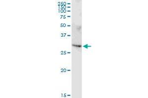 FAM64A MaxPab rabbit polyclonal antibody. (Rcs1/Fam64a 抗体  (AA 1-248))