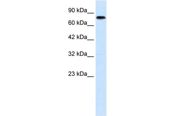 Zinc Finger with KRAB and SCAN Domains 7 (ZKSCAN7) (N-Term) 抗体