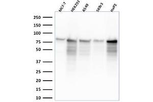 Western Blot Analysis of MCF-7, HEK-293, A549, SKBr3, HeP2 lysate using MCM7 Mouse Monoclonal Antibody (MCM7'2832R). (Recombinant MCM7 抗体  (AA 195-319))