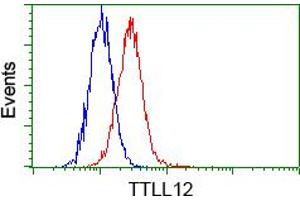 Flow cytometric analysis of Hela cells, using anti-TTLL12 antibody (ABIN2453748), (Red) compared to a nonspecific negative control antibody (TA50011) (Blue). (TTLL12 抗体)