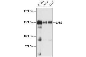 Western blot analysis of extracts of various cell lines, using LARS antibody (ABIN7268238) at 1:1000 dilution. (LARS 抗体  (AA 1-270))