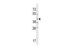 NPRL2 Antibody (C-term) (ABIN1537178 and ABIN2848508) western blot analysis in HL-60 cell line lysates (35 μg/lane).