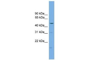 WB Suggested Anti-ARRB1 Antibody Titration:  0. (beta Arrestin 1 抗体  (Middle Region))