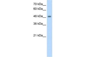 Western Blotting (WB) image for anti-F-Box and Leucine-Rich Repeat Protein 7 (FBXL7) antibody (ABIN2462667) (FBXL7 抗体)