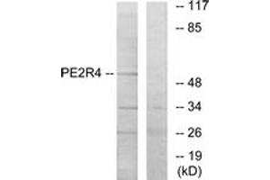 Western blot analysis of extracts from COLO205 cells, using PE2R4 Antibody. (PTGER4 抗体  (AA 321-370))
