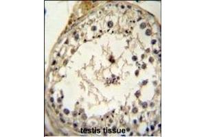 GDF6 Antibody (N-term) (ABIN655618 and ABIN2845098) immunohistochemistry analysis in formalin fixed and paraffin embedded human testis tissue followed by peroxidase conjugation of the secondary antibody and DAB staining. (GDF6 抗体  (N-Term))
