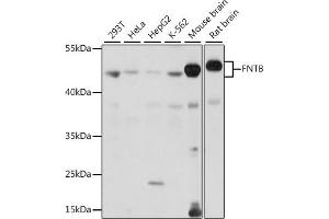Western blot analysis of extracts of various cell lines, using FNTB antibody (ABIN7267131) at 1:1000 dilution. (FNTB 抗体  (AA 1-120))