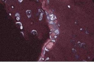 Immunofluorescent staining of rabbit cerebrum. (Annexin A2 抗体  (AA 1-97))