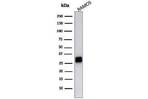 Western Blot Analysis of Ramos cell lysate using HLA-DR Mouse Monoclonal Antibody (LN-3). (HLA-DRB1 抗体)
