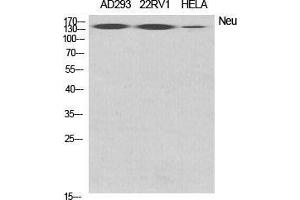 Western Blot (WB) analysis of specific cells using Neu Polyclonal Antibody. (NEURL 抗体  (Internal Region))