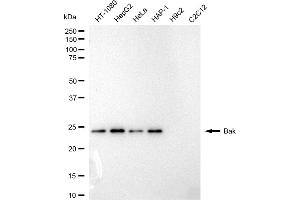 anti-BCL2-Antagonist/killer 1 (BAK1) antibody