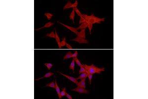 Immunofluorescence (IF) image for anti-S100 Calcium Binding Protein A10 (S100A10) (AA 1-97) antibody (ABIN3015804)