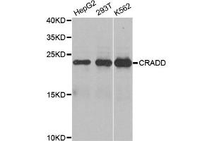 Western blot analysis of extracts of various cell lines, using CRADD antibody (ABIN5970473) at 1/1000 dilution. (CRADD 抗体)