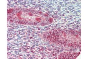 Anti-ZFP36L1 antibody IHC staining of human uterus. (ZFP36L1 抗体  (AA 66-115))