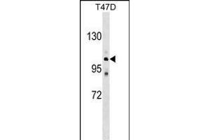 ATP2C1 Antibody (C-term) (ABIN1537638 and ABIN2848798) western blot analysis in T47D cell line lysates (35 μg/lane). (ATP2C1 抗体  (C-Term))