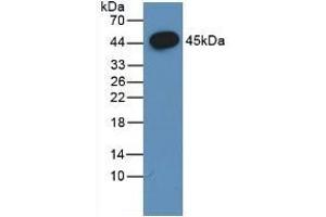 Detection of Recombinant FSHb, Porcine using Polyclonal Antibody to Follicle Stimulating Hormone Beta (FSHb) (FSHB 抗体  (AA 21-129))