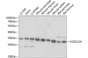 Western blot analysis of extracts of various cell lines, using CCDC124 antibody  at 1:1000 dilution. (CCDC124 抗体  (AA 1-223))