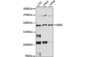 Western blot analysis of extracts of various cell lines, using RERE antibody (ABIN7265666). (RERE 抗体  (AA 1-220))