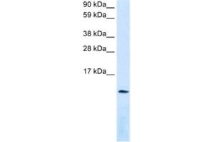 Western Blotting (WB) image for anti-Chemokine (C-X-C Motif) Ligand 12 (CXCL12) antibody (ABIN2463696) (CXCL12 抗体)