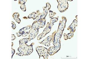 IHC analysis of DHODH using anti-DHODH antibody (ABIN7603139). (DHODH 抗体  (N-Term))