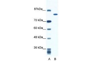 KIF23 antibody used at 0. (KIF23 抗体  (N-Term))