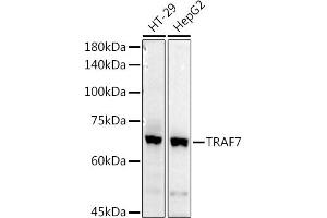 Western blot analysis of extracts of various cell lines, using TR antibody (ABIN3023477, ABIN3023478, ABIN3023479 and ABIN6220053) at 1:1000 dilution. (TRAF7 抗体)