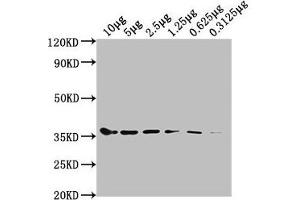 Western Blotting (WB) image for anti-Glyceraldehyde-3-Phosphate Dehydrogenase (GAPDH) (AA 3-335) antibody (ABIN7153644)