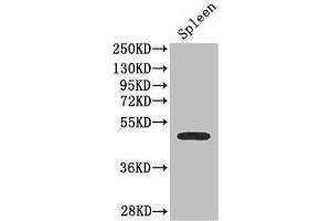 Western Blot Positive WB detected in: Mouse spleen tissue All lanes: SSTR2 antibody at 2. (SSTR2 抗体  (AA 304-369))